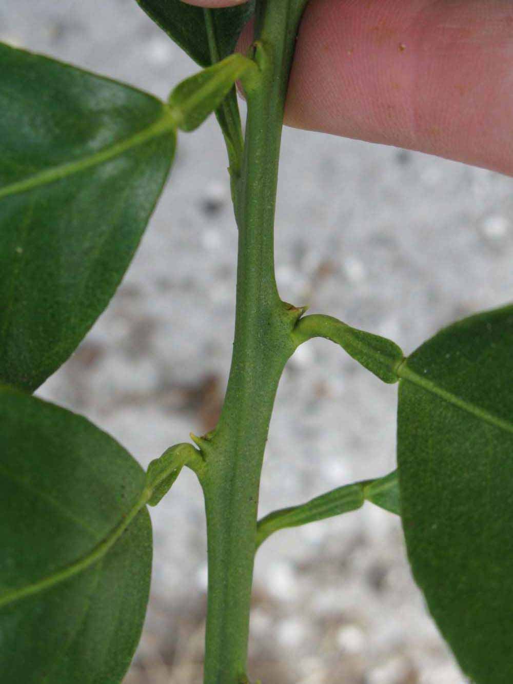            First year twig (Winter Haven, FL)   